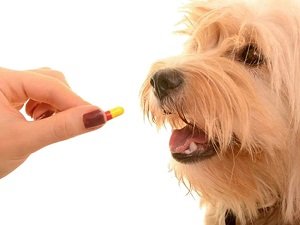 микоплазмоз у собак симптомы лечение