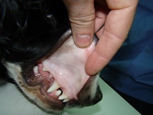 анемия у собаки лечение