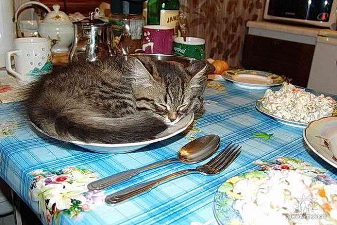котенок уснул в тарелке