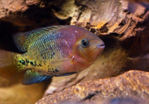 Радужная цихлазома - удивительная аквариумная рыбка