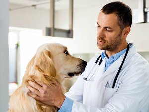 геморрой у собаки лечение