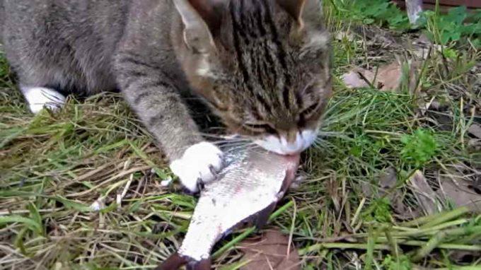 кот украл рыбу