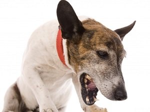 кашель у собаки лечение