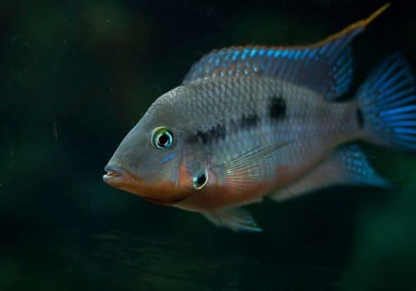 Цихлазома Меека - красивая рыбка