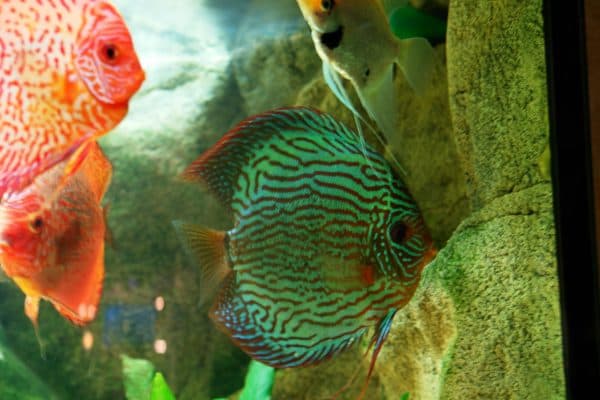 Дискус - аквариумная рыбка