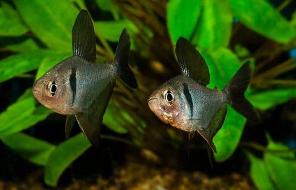 Орнатус - красивая рыбка в аквариуме