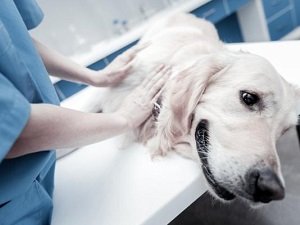 острая почечная недостаточность у собак лечение