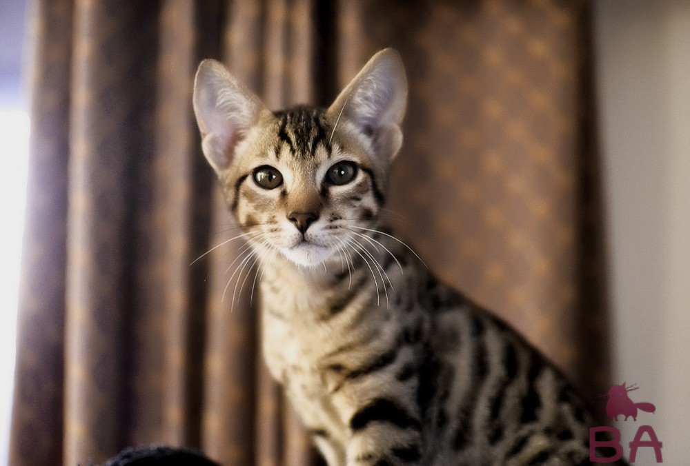 Ашера: самая дорогая порода кошек в мире