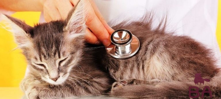 Бывает ли рак у кошек? Стадии и способы лечения
