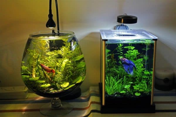 Маленький аквариум для рыбок читайте статью
