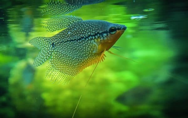 Жемчужный гурами - аквариумная рыбка