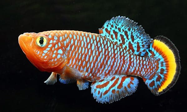 Киллифиш - прекрасная аквариумная рыбка