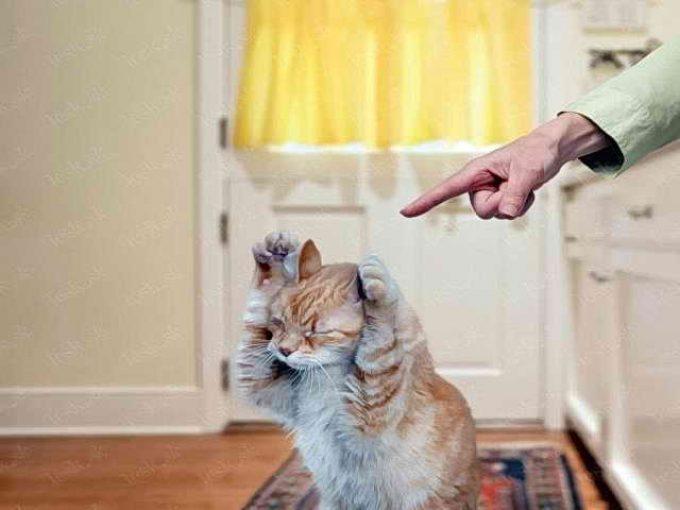 как наказывать кошку