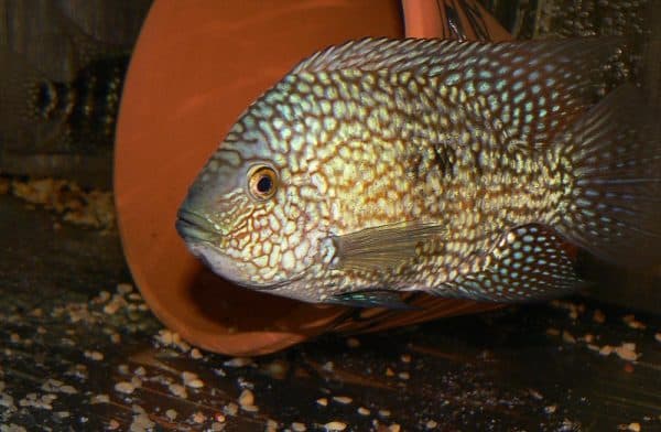 Бриллиантовая цихлазома - прекрасная рыбка в аквариуме