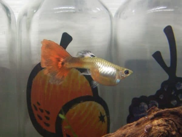 Рыбка гуппи беременна