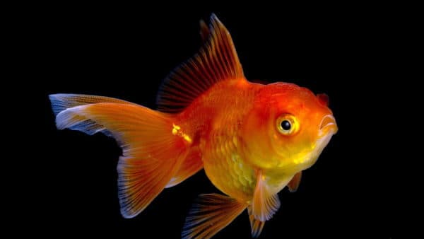 Сколько лет живут золотые рыбки читайте статью