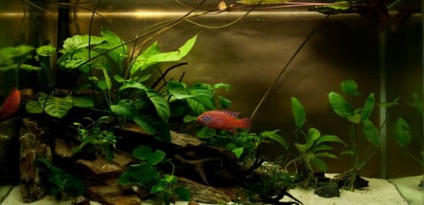 Анубиас - растение в аквариуме