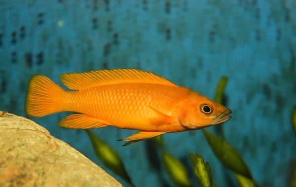 Лампрологус апельсиновый - удивительная рыбка 