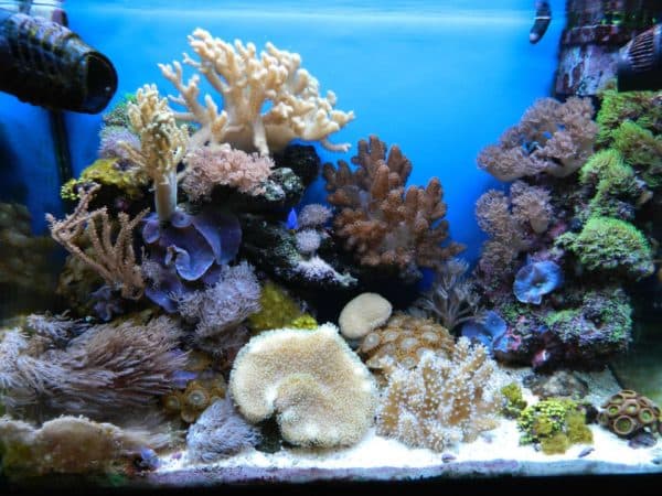 Морской аквариум в домашних условиях читайте статью