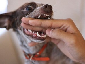 как отучить собаку кусаться за руки