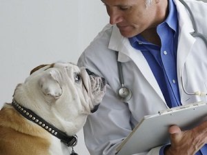 дисбактериоз у собаки симптомы