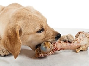 кости для собак