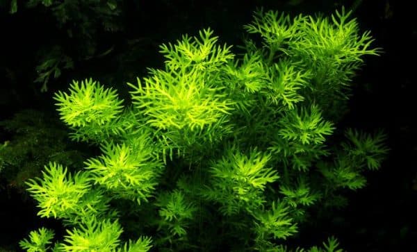Хоттония - прекрасное растение в аквариуме