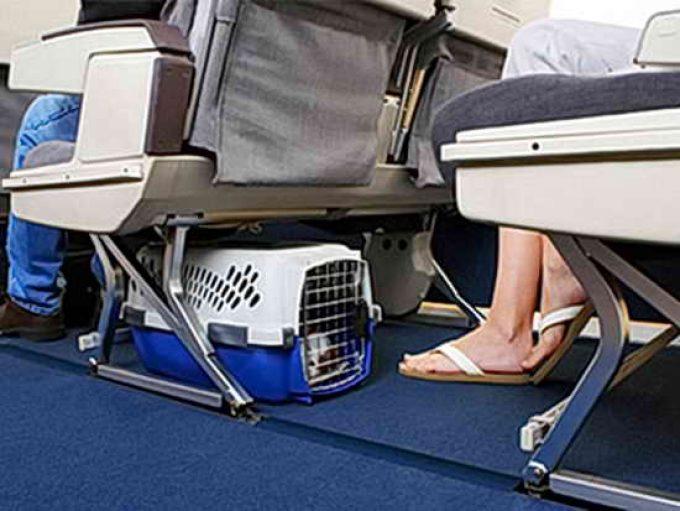 правила перевозки кошки в самолете
