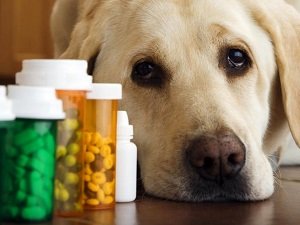 дисбактериоз у собаки чем лечить