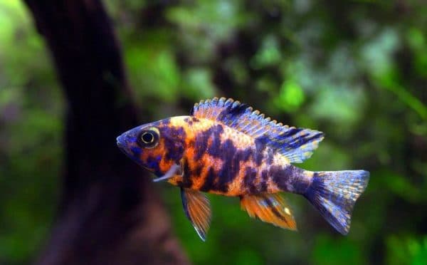 Аулонокара - прекрасная рыбка в аквариуме