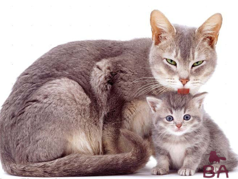 Кошка съедает котят причины, лечение, симптомы, уход за беременной кошкой