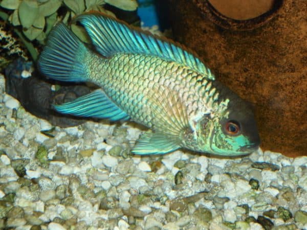 Голубая акара - прекрасная рыбка в аквариуме