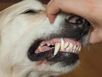 воспаление десен у собаки