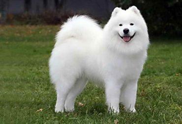 белая порода собак самоед