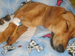 лептоспироз собак лечение