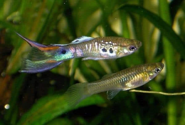 Гуппи - аквариумная рыбка