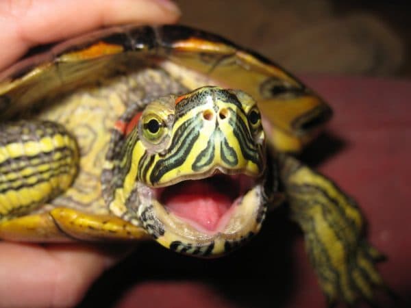 Красноухая черепаха читайте статью