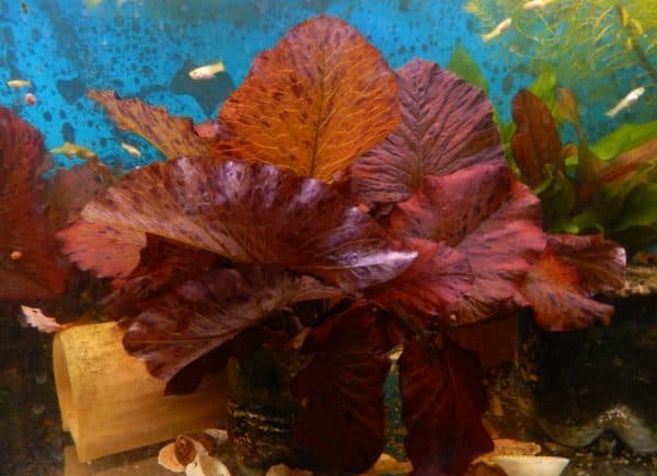 Нимфея - красивое аквариумное растение