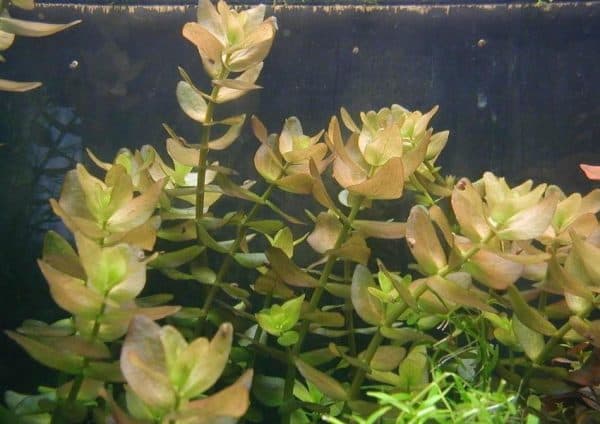 Бакопа каролинская - красивое аквариумное растение