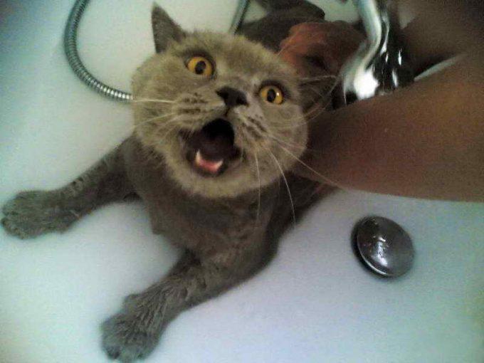 кот не любит мыться