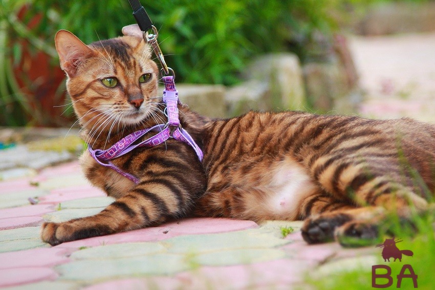 Тойгер: описание породы кошек, происхождение, уход и здоровье