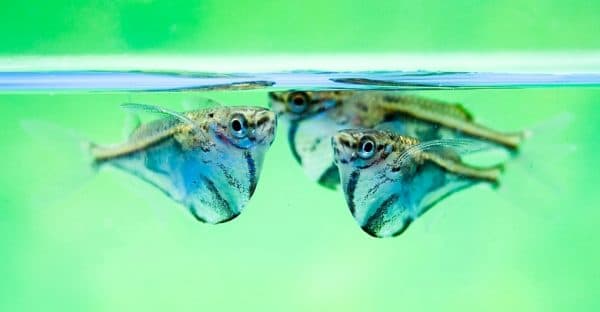 Карнегиелла мраморная - прекрасная аквариумная рыбка
