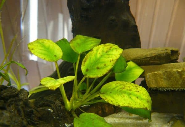 Анубиас нана - аквариумное растение