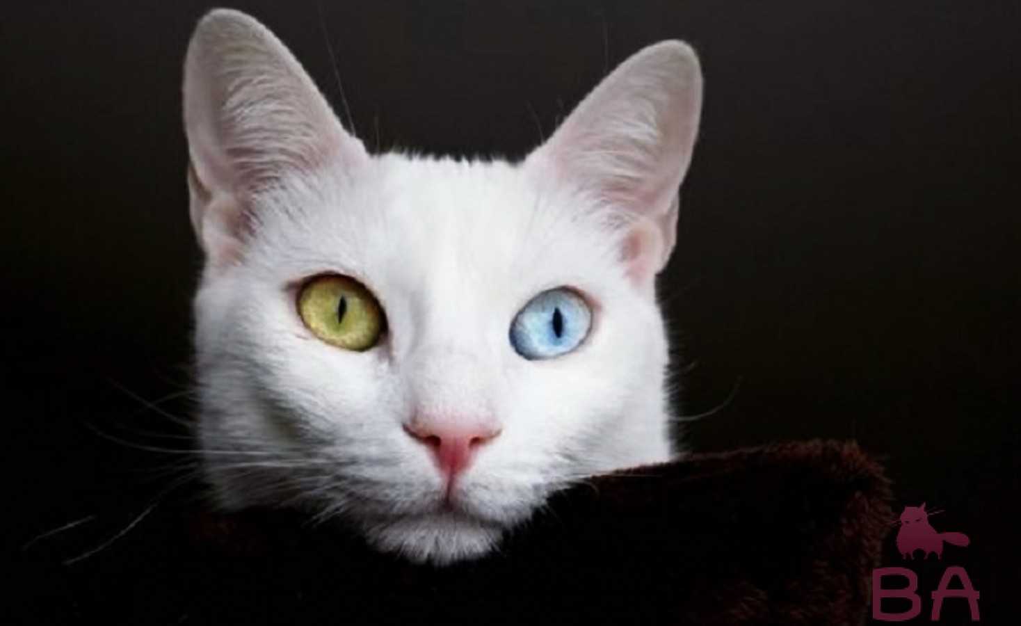 Порода кошек Као Мани: происхождение, особенности породы и ухода