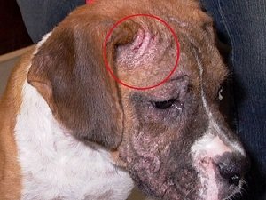 малассезия у собак в ушах лечение