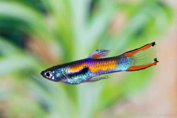 Гуппи Эндлера - прекрасная рыбка в аквариуме