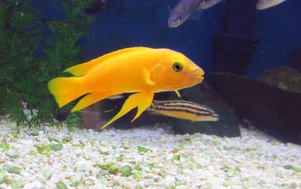 Лампрологус апельсиновый - красивая рыбка
