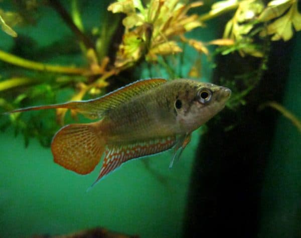 Макропод - прекрасная рыбка в аквариуме