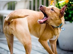 глисты у собаки симптомы и лечение