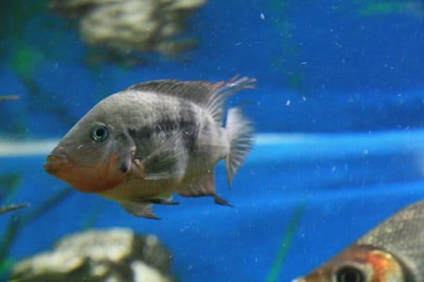 Цихлазома Меека - прекрасная рыбка в аквариуме